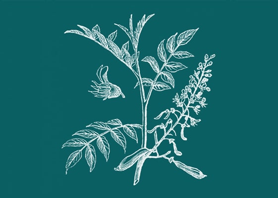 Conseil soin des mains - Conseils Soin bio - Les formidables bienfaits du baume du Pérou - Dermophil