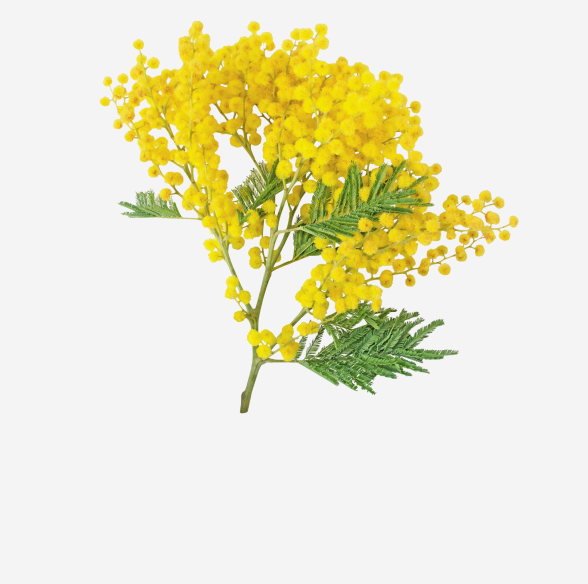 CIRE DE FLEUR D'ACACIA DECURRENS