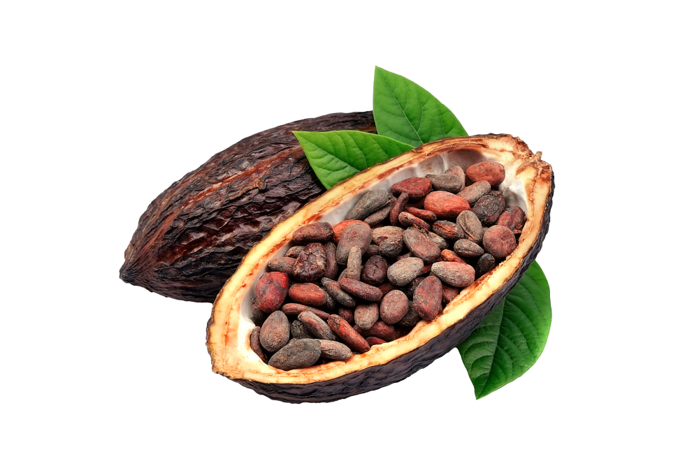 Beurre de cacao 