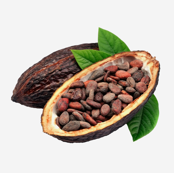 BEURRE DE CACAO